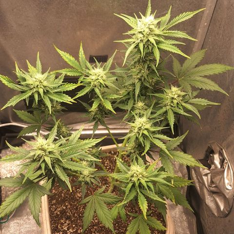 FastBuds 7️⃣ growlog timeline photo