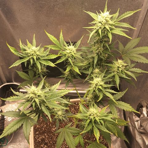 FastBuds 7️⃣ growlog timeline photo