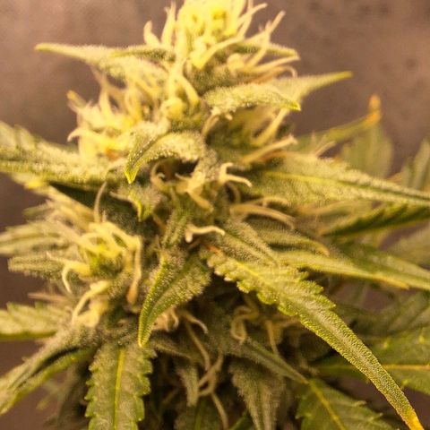 FastBuds 7️⃣ growlog timeline photo