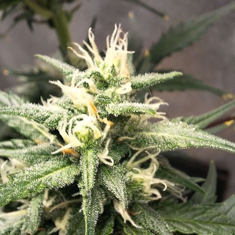 FastBuds 7️⃣ growlog timeline photo