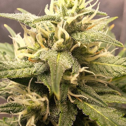FastBuds 7️⃣ growlog timeline photo