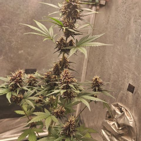 Fastbuds 8️⃣ growlog timeline photo
