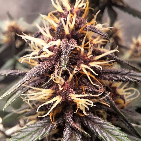 Fastbuds 8️⃣ growlog timeline photo