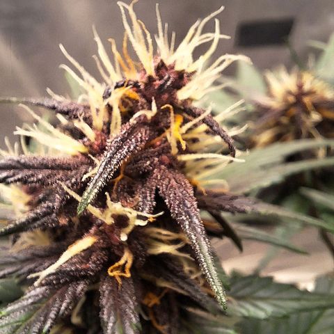Fastbuds 8️⃣ growlog timeline photo