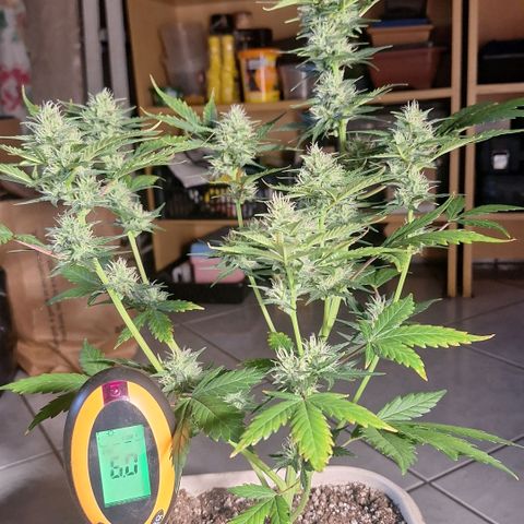 FastBuds 7️⃣ growlog timeline photo
