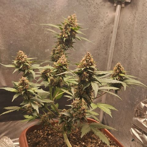 Fast Buds Mix Pack5️⃣ growlog timeline photo
