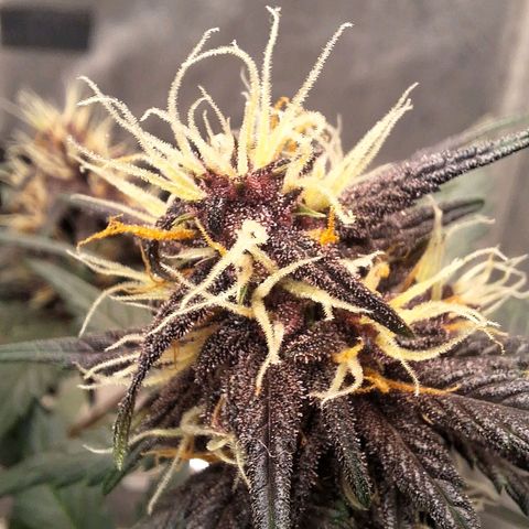 Fastbuds 8️⃣ growlog timeline photo