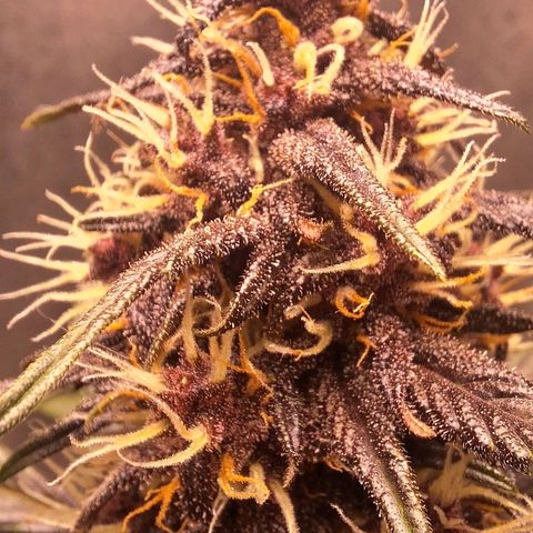 Fastbuds 8️⃣ growlog timeline photo