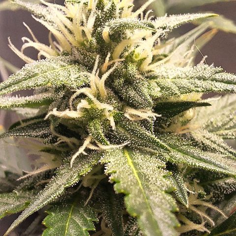 FastBuds 7️⃣ growlog timeline photo