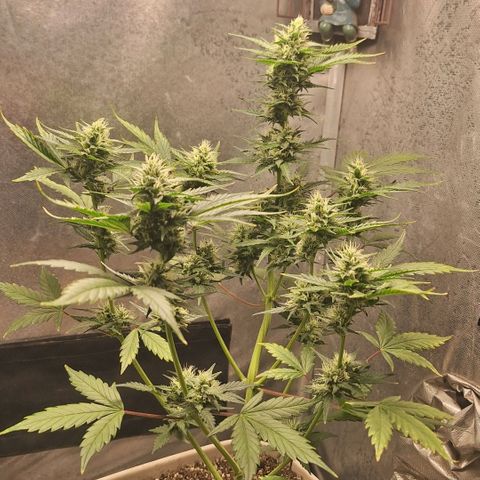 FastBuds 7️⃣ growlog timeline photo