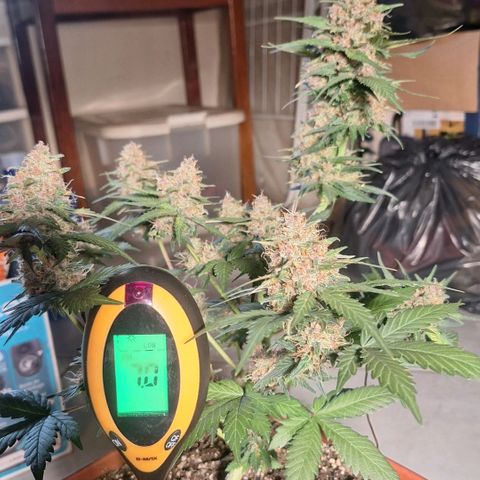 Fast Buds Mix Pack5️⃣ growlog timeline photo