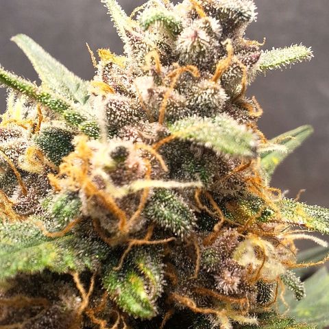 Fast Buds Mix Pack5️⃣ growlog timeline photo