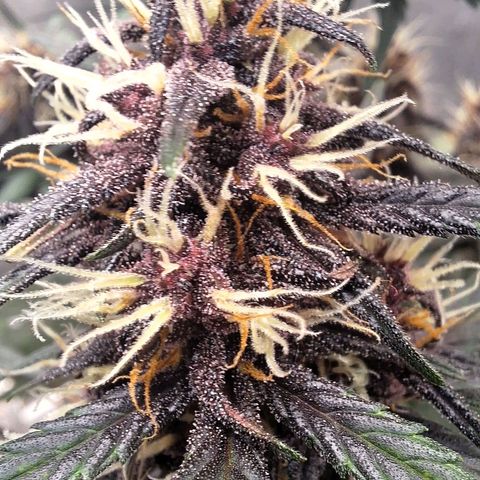 Fastbuds 8️⃣ growlog timeline photo
