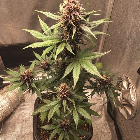 Fastbuds 8️⃣ growlog timeline photo