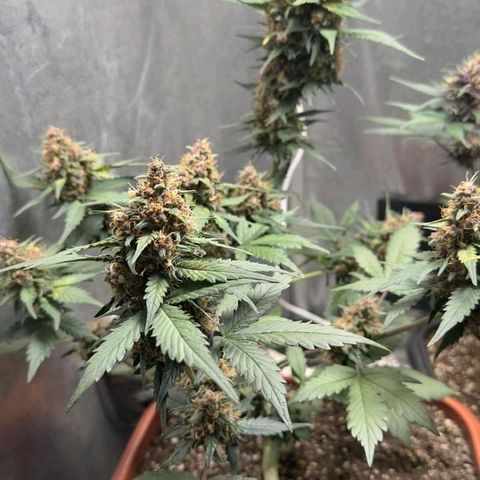 Fast Buds Mix Pack5️⃣ growlog timeline photo