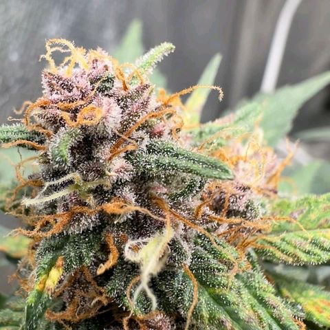 Fast Buds Mix Pack5️⃣ growlog timeline photo