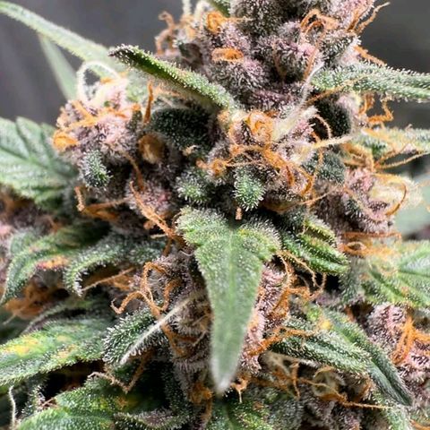 Fast Buds Mix Pack5️⃣ growlog timeline photo