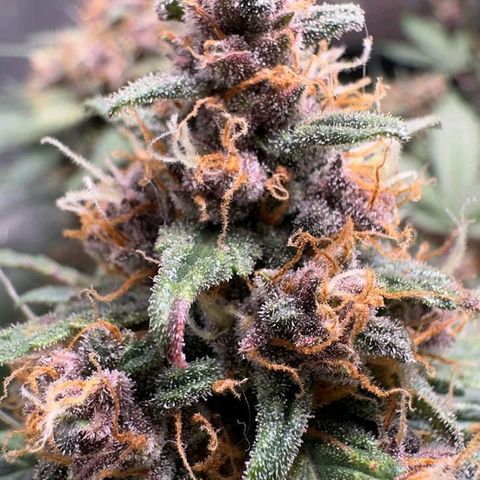 Fast Buds Mix Pack5️⃣ growlog timeline photo