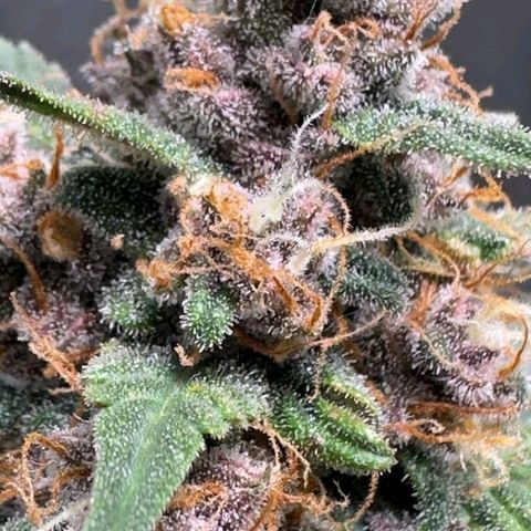 Fast Buds Mix Pack5️⃣ growlog timeline photo