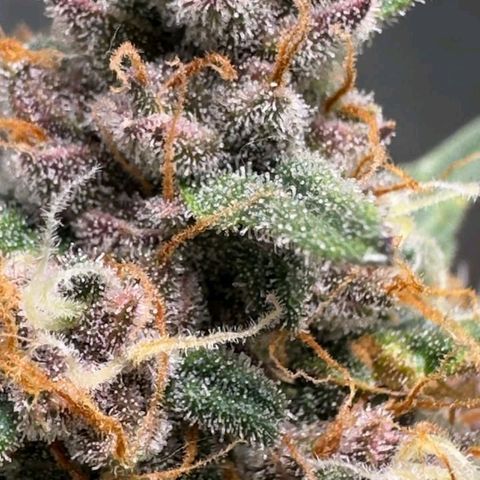 Fast Buds Mix Pack5️⃣ growlog timeline photo