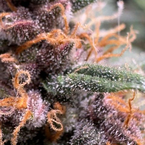 Fast Buds Mix Pack5️⃣ growlog timeline photo