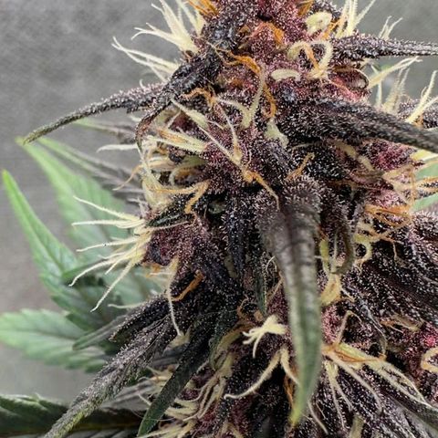 Fastbuds 8️⃣ growlog timeline photo