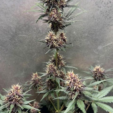Fastbuds 8️⃣ growlog timeline photo