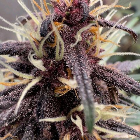 Fastbuds 8️⃣ growlog timeline photo