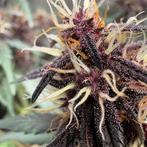 Fastbuds 8️⃣ growlog timeline photo