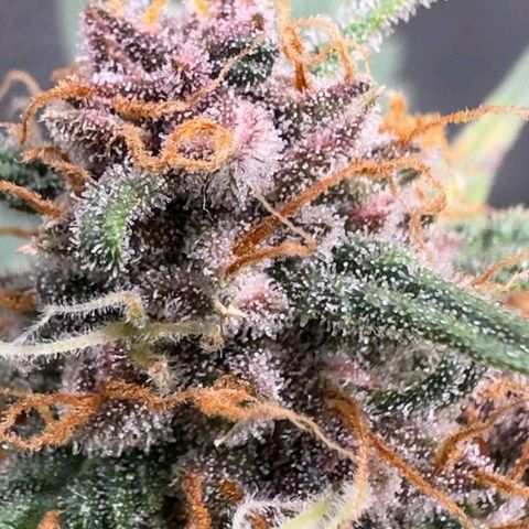 Fast Buds Mix Pack5️⃣ growlog timeline photo