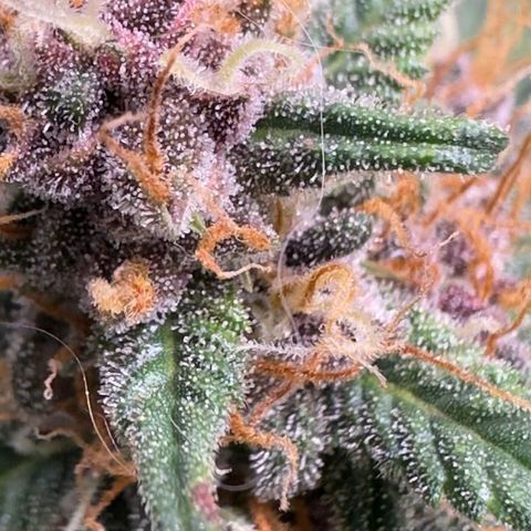 Fast Buds Mix Pack5️⃣ growlog timeline photo