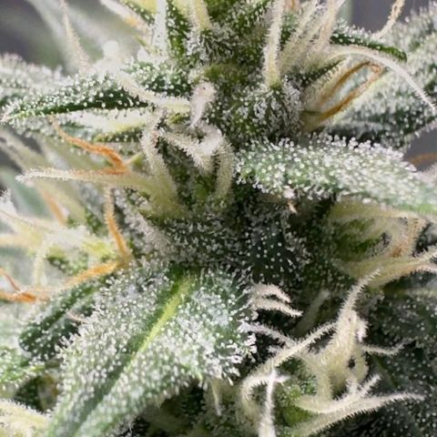 FastBuds 7️⃣ growlog timeline photo