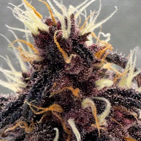 Fastbuds 8️⃣ growlog timeline photo