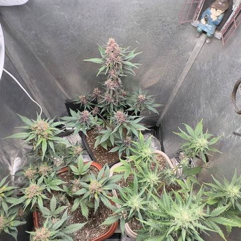 FastBuds 7️⃣ growlog timeline photo