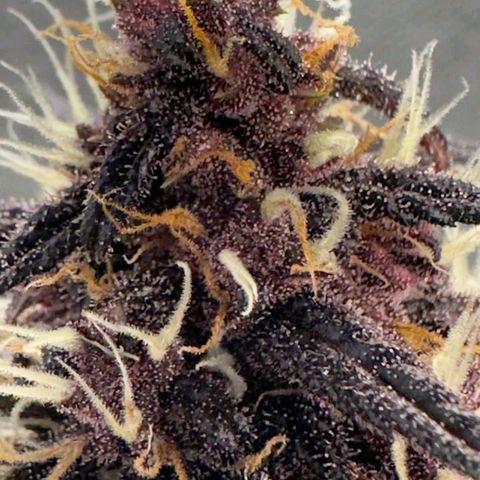 Fastbuds 8️⃣ growlog timeline photo