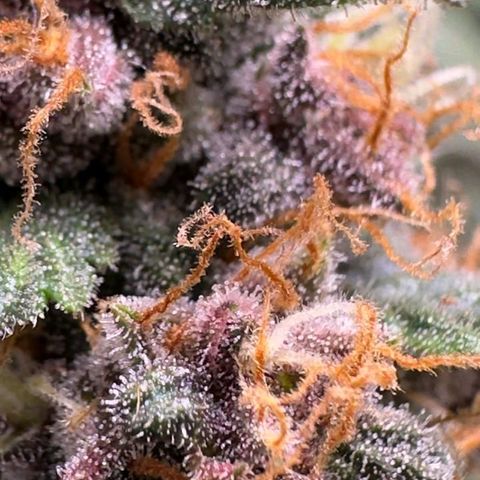 Fast Buds Mix Pack5️⃣ growlog timeline photo