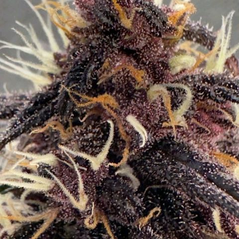 Fastbuds 8️⃣ growlog timeline photo
