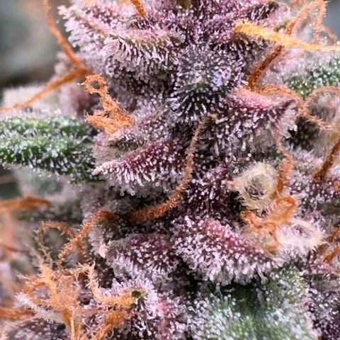 Fast Buds Mix Pack5️⃣ growlog timeline photo
