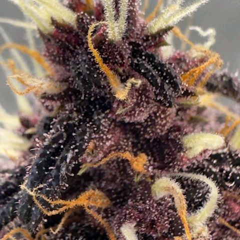 Fastbuds 8️⃣ growlog timeline photo