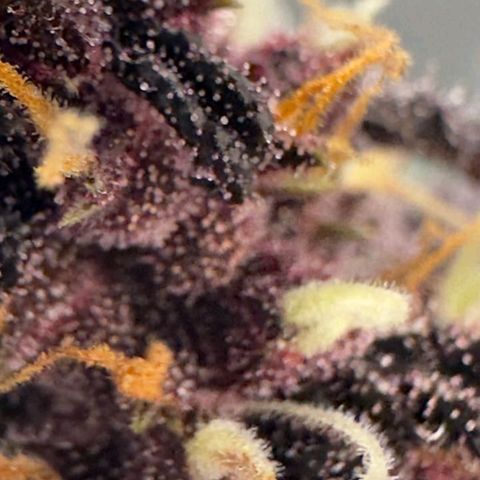 Fastbuds 8️⃣ growlog timeline photo
