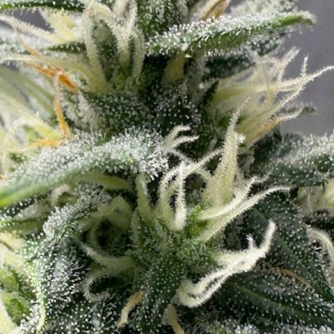 FastBuds 7️⃣ growlog timeline photo