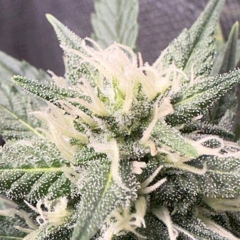 FastBuds 7️⃣ growlog timeline photo