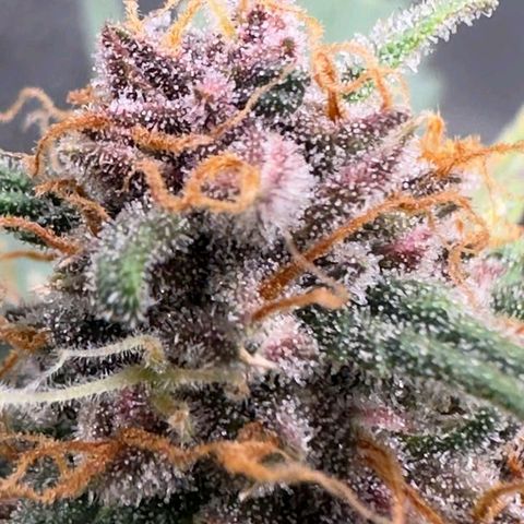 Fast Buds Mix Pack5️⃣ growlog timeline photo