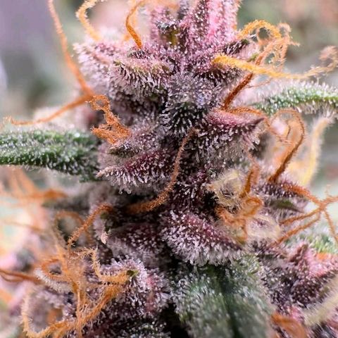 Fast Buds Mix Pack5️⃣ growlog timeline photo