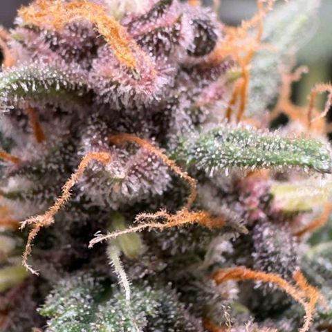 Fast Buds Mix Pack5️⃣ growlog timeline photo