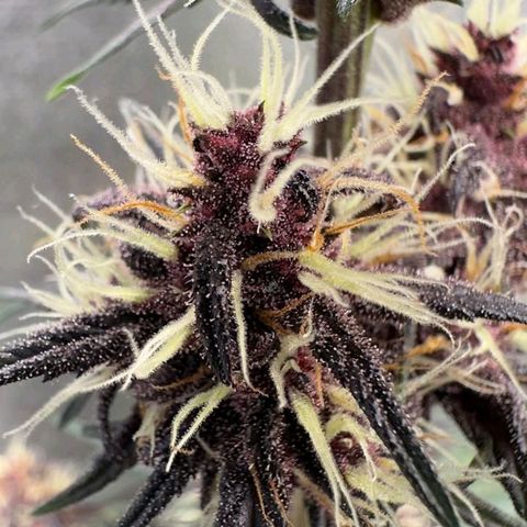 Fastbuds 8️⃣ growlog timeline photo