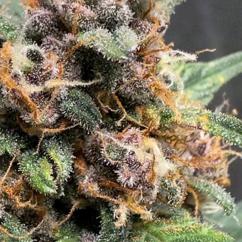 Fast Buds Mix Pack5️⃣ growlog timeline photo