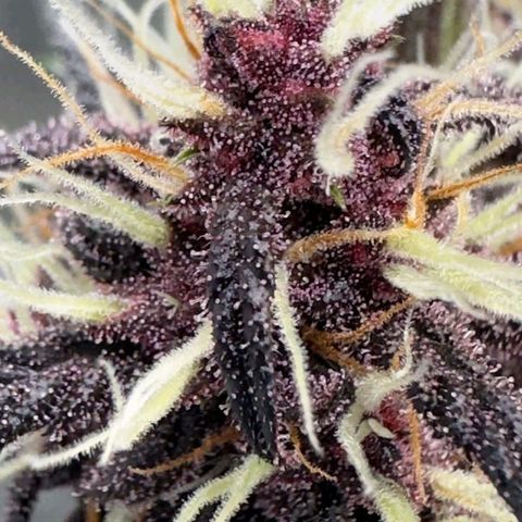 Fastbuds 8️⃣ growlog timeline photo