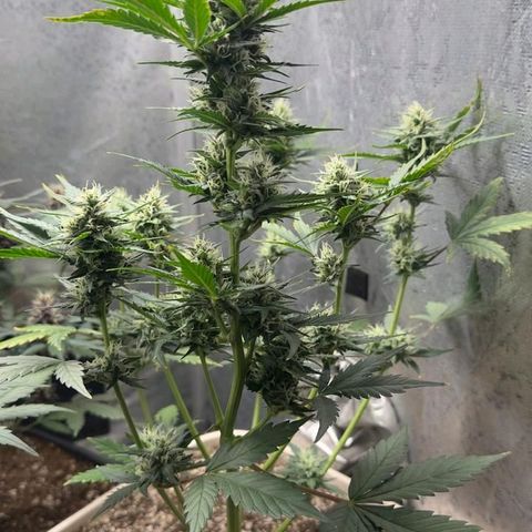 FastBuds 7️⃣ growlog timeline photo