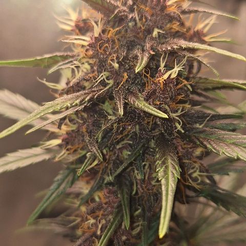 Fastbuds 8️⃣ growlog timeline photo